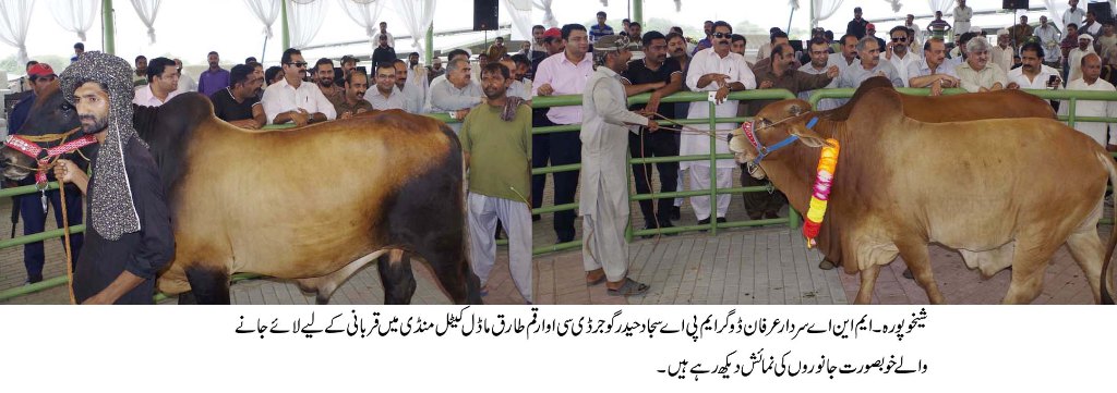 شیخوپورہ کی ماڈل کیٹل منڈی میں خرید و  فروخت کے لئے جانور پر کوئی پرچی یا ٹیکس نہیں