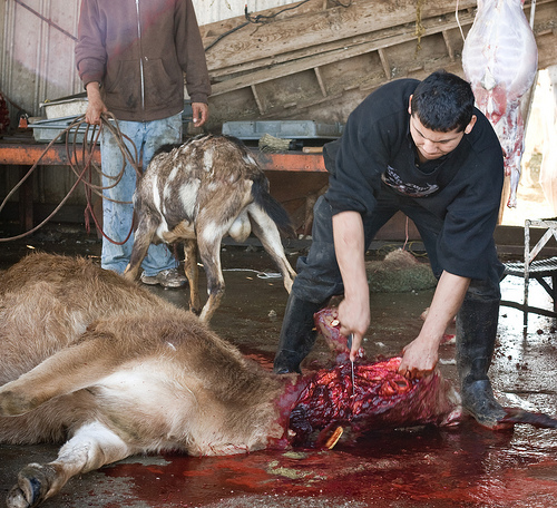 قربانی اور کانگو وائرس