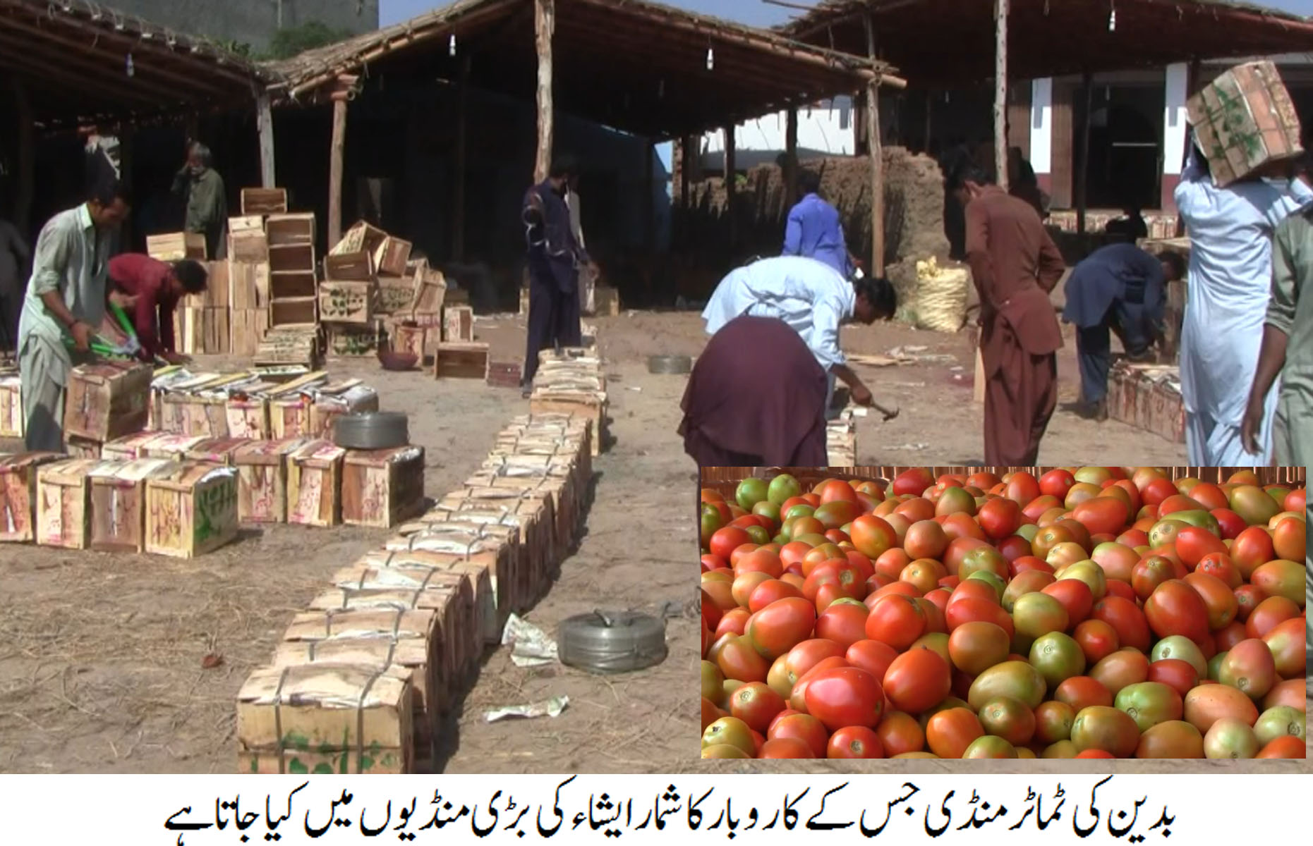 ضلع بدین میں ٹماٹر کی منڈی سج گئی