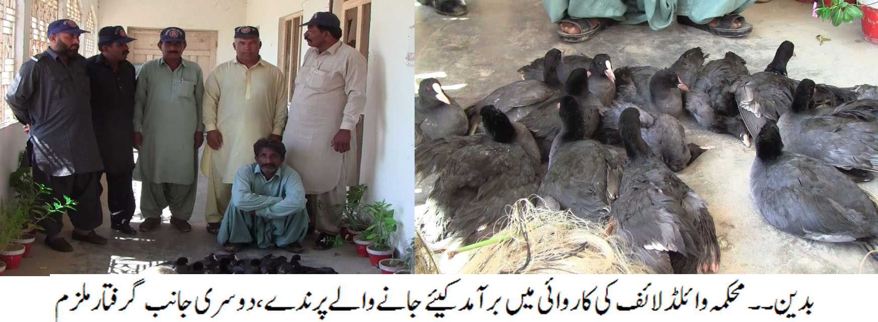 نایاب آبی پرندوں کا شکار کرنے والے شکاری کو گرفتار کر کے آبی پرندے برآمد کر لئے