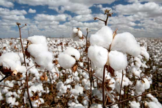 سیزن کے آغاز پر بھی کپاس کی پیداوار مایوس کن رہی