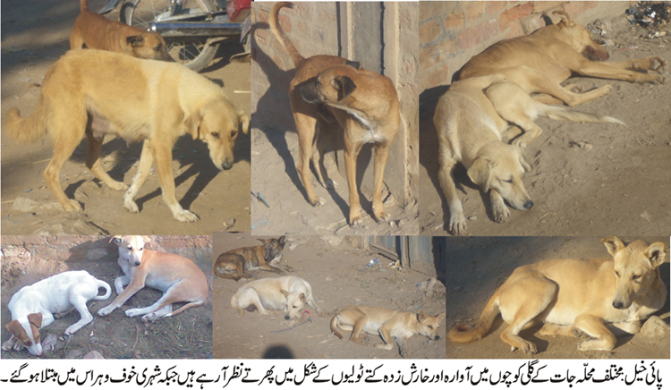 پائی خیل میں آوارہ اور خارش زدہ کتے ٹولیوں کی شکل میں شہر میں پھرنے لگے شہری خوف وہراس کا شکار