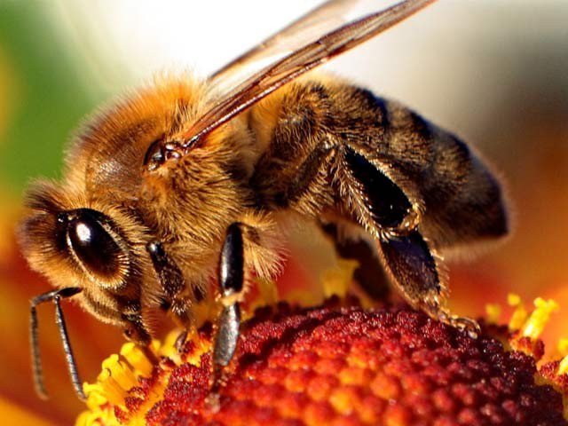 شہد کی مکھی کے زہر سے جوڑوں کے درد کا علاج