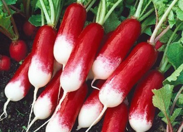 مولی فاسفورس ، کیلشیم، وٹامن سی اور فولاد کا ذخیرہ