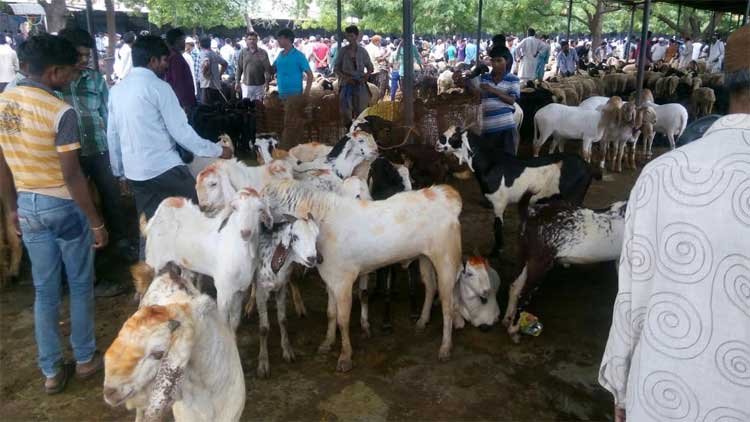 کچھ اور بھی قربان کریں