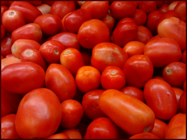 پاکستانی ماہرین نے 21 ٹن فی ایکڑ پیداوار دینے والا ’’ہائبرڈ ٹماٹر‘‘ تیار کر لیا