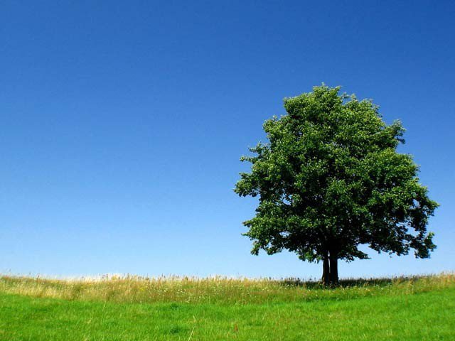 ایک درخت بھی ماحول کے لیے ضروری جانداروں کو بڑھا سکتا ہے، تحقیق