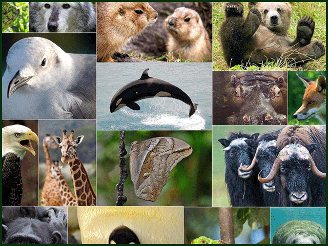 40 برسوں کے دوران دنیا سے آدھی سے زیادہ جنگلی حیات کا خاتمہ