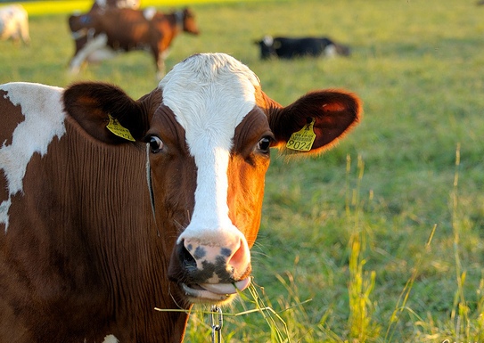 رب کا شکر ادا کر بھائی جس نے ہماری گائے بنائی