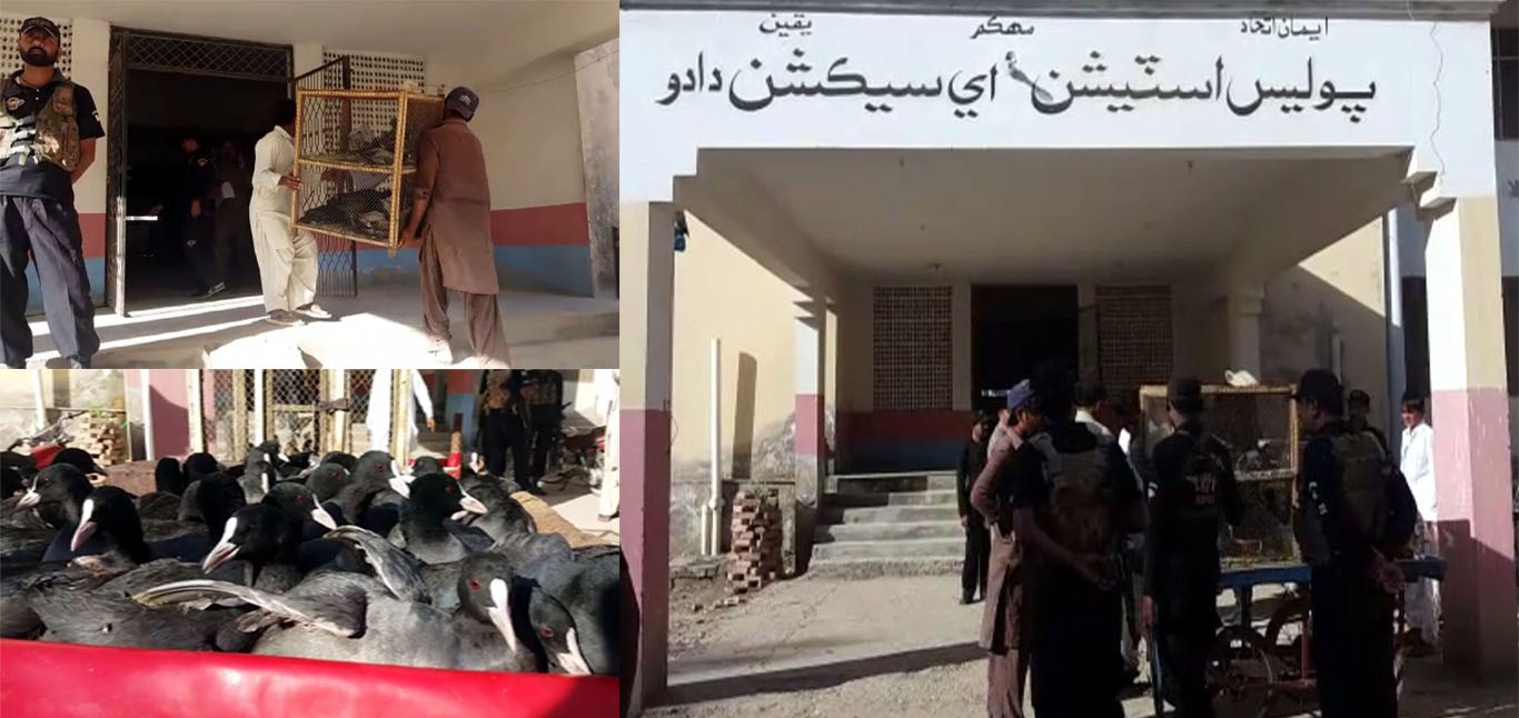 دادو میں پولیس کی کاروائی 200 مہاجر پرندے برآمد بیوپاری گرفتار