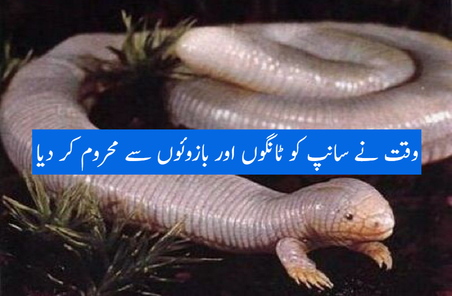 وقت نے سانپ کو ٹانگوں اور بازوئوں سے محروم کر دیا