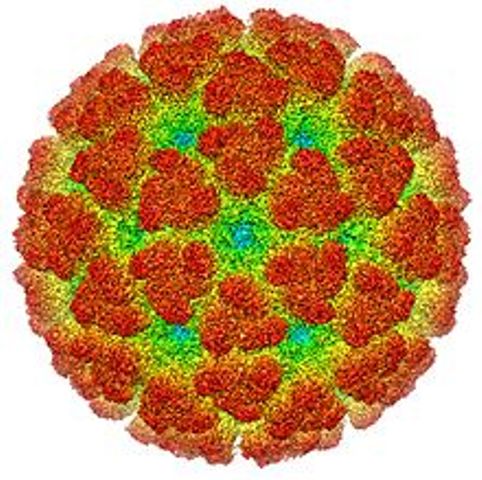 چکن گنیا Chikungunya