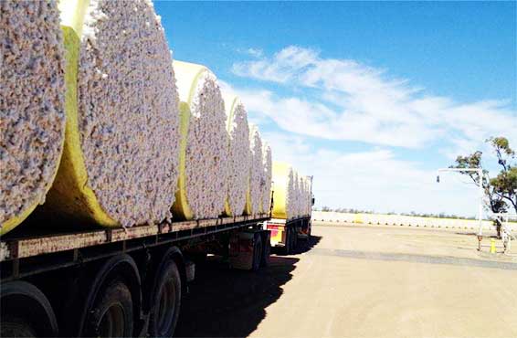 رواں سیزن میں کپاس کی پیداوار کے ہدف میں چوتھی مرتبہ کمی کر دی گئی