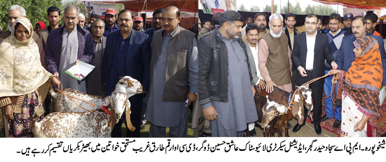 غریب اور نادار مستحق دیہی خواتین میں 370 بھیڑ بکریاں تقسیم