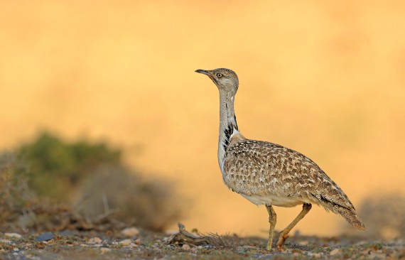 پاکستان کا مسئلہ تلور یا کچھ اور