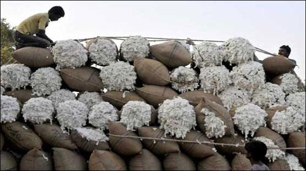 پاکستان نے بھارت کی 10 ہزار کپاس کی گانٹھیں واپس کر دیں