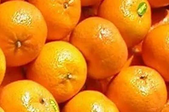 کینو کی برآمدات بڑھانے کیلئے جامع پالیسی پر کام شروع