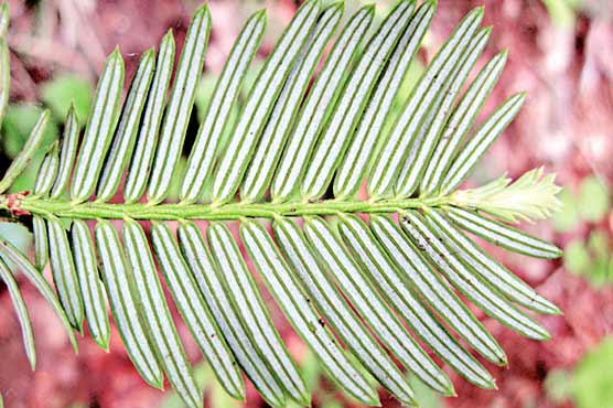 چین نے کینسر کا علاج جڑی بوٹی میں ڈھونڈ لیا