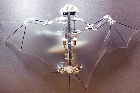 امریکی انجینئرز نے چمگادڑ نما روبوٹ تیار کر لیا