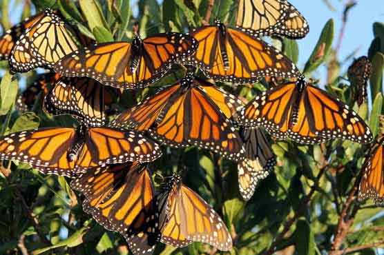 Butterflies