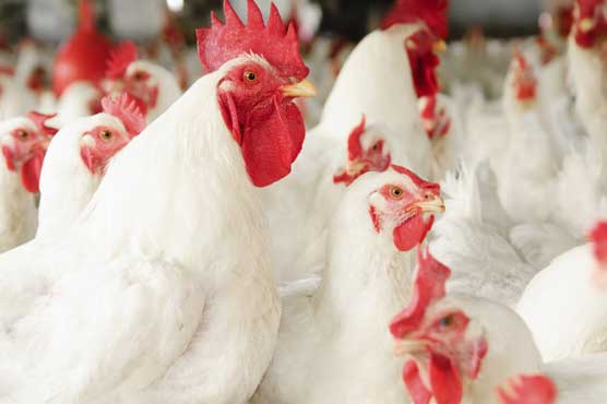 پاکستانی مرغی اور انڈے اب متحدہ عرب امارت کے عوام بھی کھائیں گے