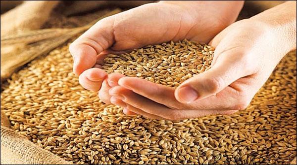 گندم کی بالی کا رنگ بدلتے ہی مر جھائے چہرے کھل اٹھتے ہیں