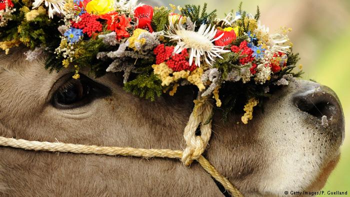 بھارتی گجرات  میں گائے ذبح کرنے کی سزا عمر قید ہو گی