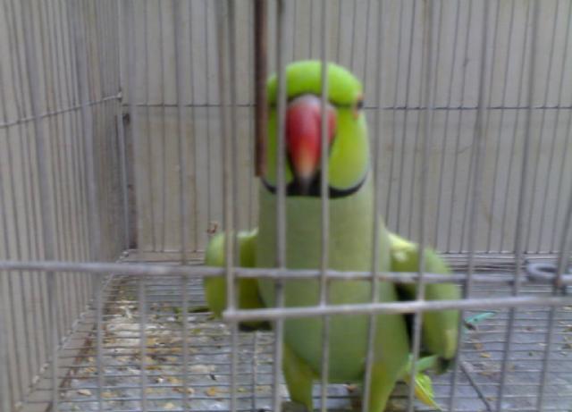 پرندے کی فریاد