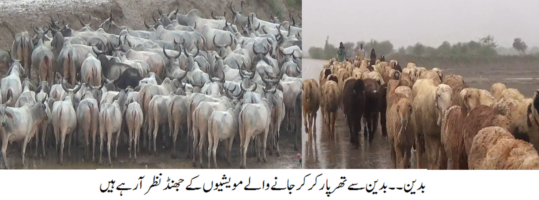 بدین کی خبریں 3/7/2017