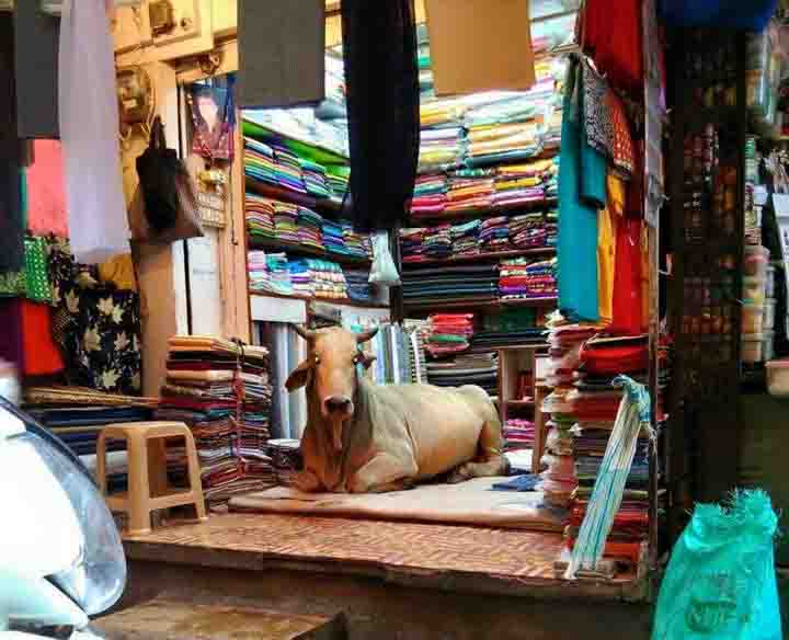 گائے اور ہم