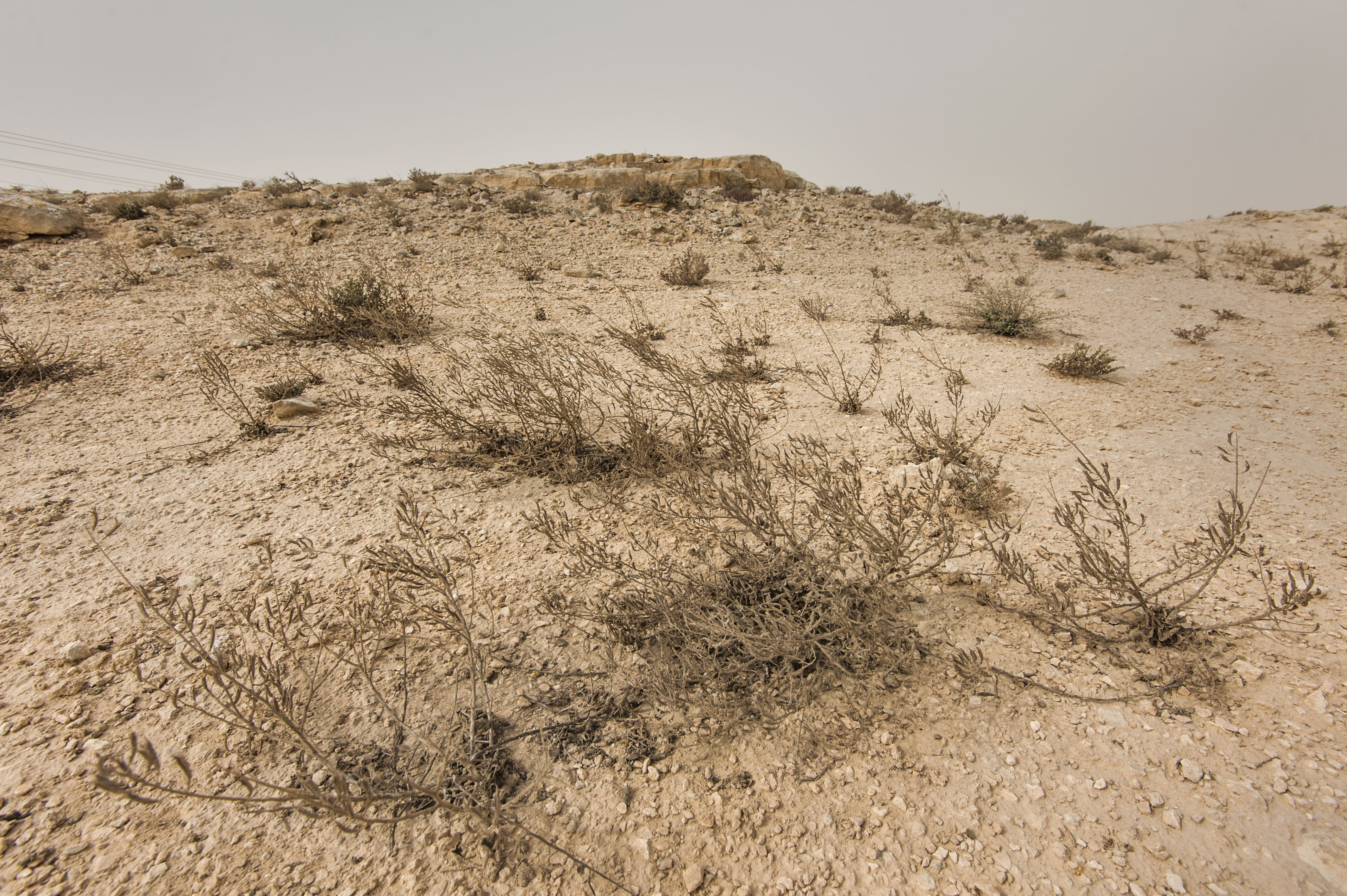 پودے سوکھ جاتے ہیں