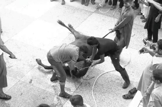 Qurbani