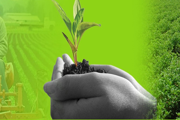 زرعی شعبے اور شجرکاری پر توجہ دی جائے