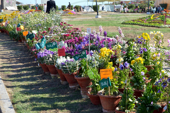 جامعہ کراچی میں پھولوں، پودوں کی نمائش