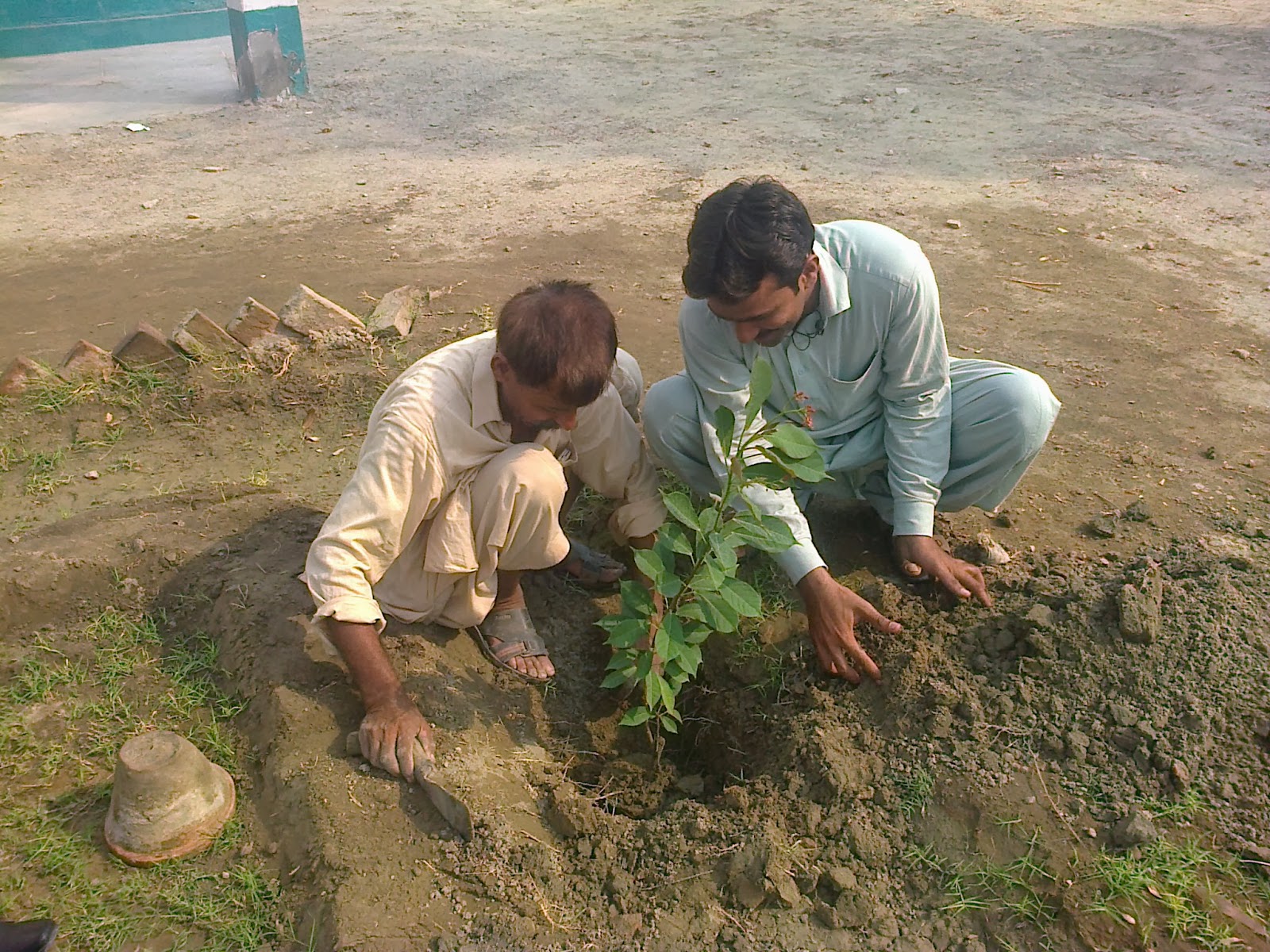 درخت لگائیں