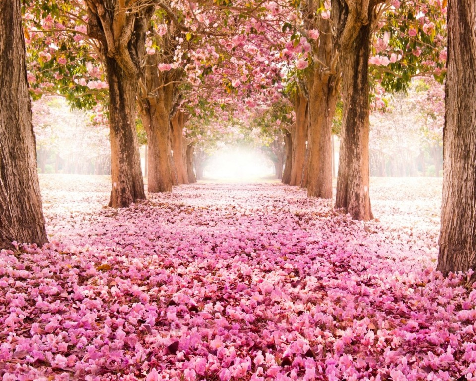 موسم بہاراں کی رنگیناں صرف کتابوں میں ہی نہ رہ جائیں‎