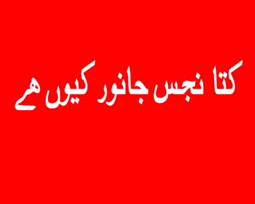 ﮐﺘﺎ ﻧﺠﺲ ﺟﺎﻧﻮﺭ ﮐﯿﻮﮞ ﮨﮯ