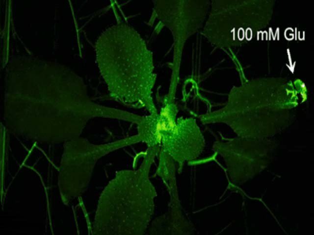 پودے بھی ’زخم‘ محسوس کرتے ہیں، سائنس دانوں کا انکشاف