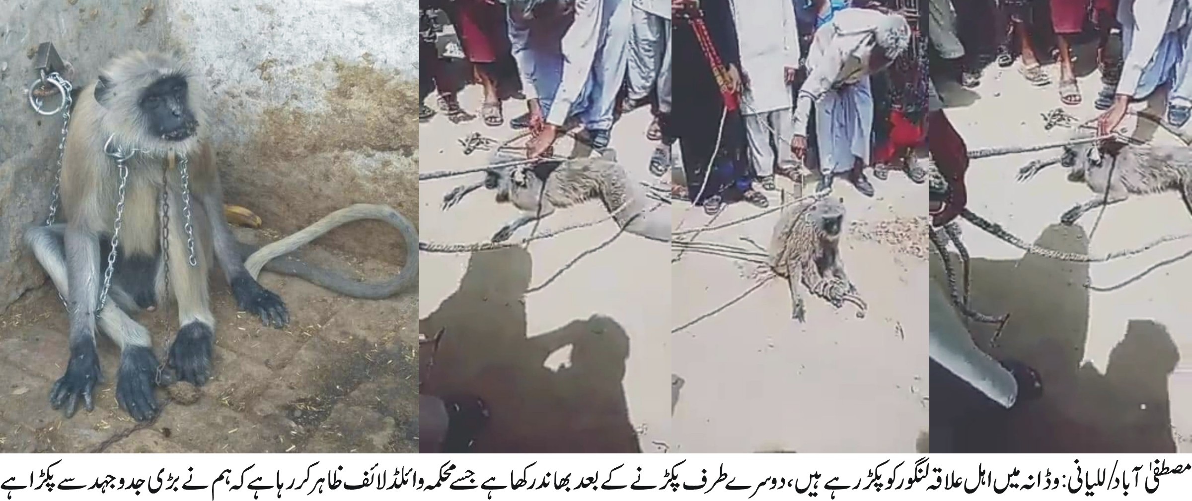 مصطفی آباد/للیانی کی خبریں 14/4/2019