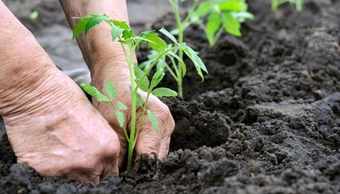 درختوں کی اہمیت اور افادیت