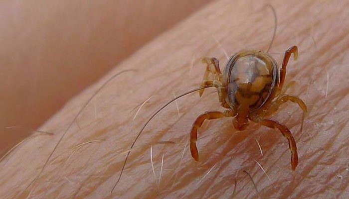 Congo Virus
