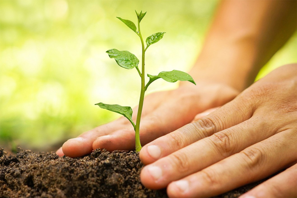 فیس بکی گرین اور کلین مہم  اور خشک گملوں میں سو کھتے اور کملاتے ہوئے پودے