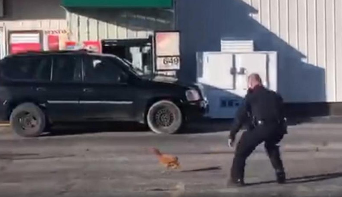 ایک مرغے نے امریکی پولیس اہلکاروں کی دوڑیں لگوا دیں