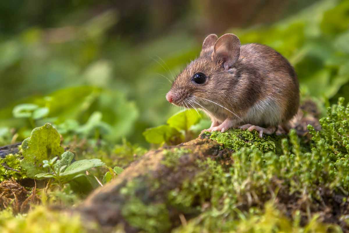 چوہوں سے انسانی زندگی کو خطرات اور تحقیق