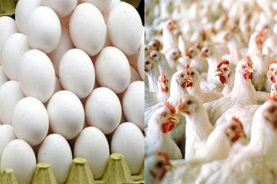 مرغیوں اور انڈوں کی قیمتوں میں اضافہ متوقع ہے، پولٹری ایسوسی ایشن