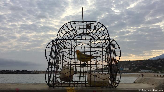 بچی کی جان سے زیادہ قیمتی طوطے