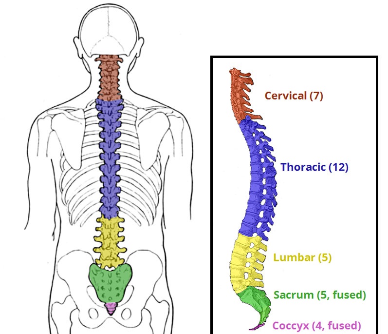 Vertebral Column