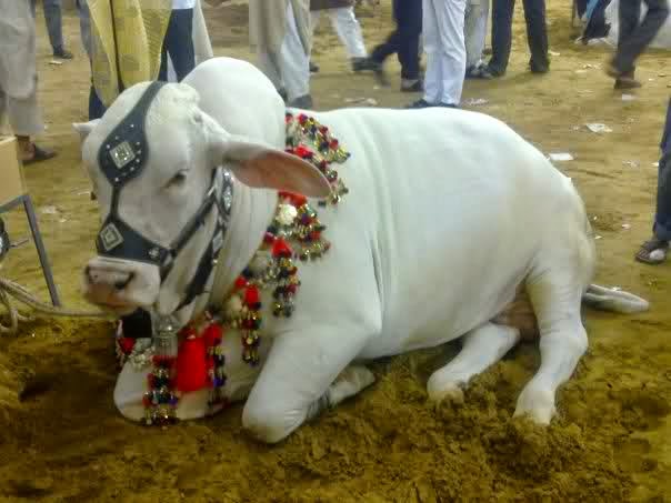 یہ کیسی قربانی ہے