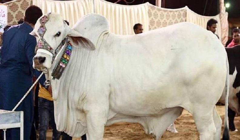 قربانی کے جانور اور فلسفہ