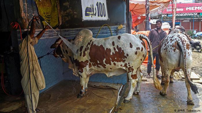 گاڑیوں کی بجائے قربانی کے جانور دھلوائیں